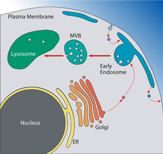 Figure: The Endosomal System of Eukaryotic Cells