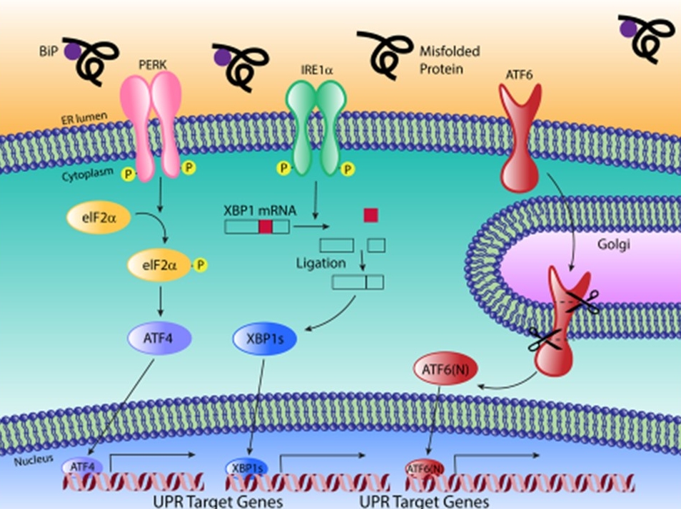 The UPR pathway. Image by Nikki Russell