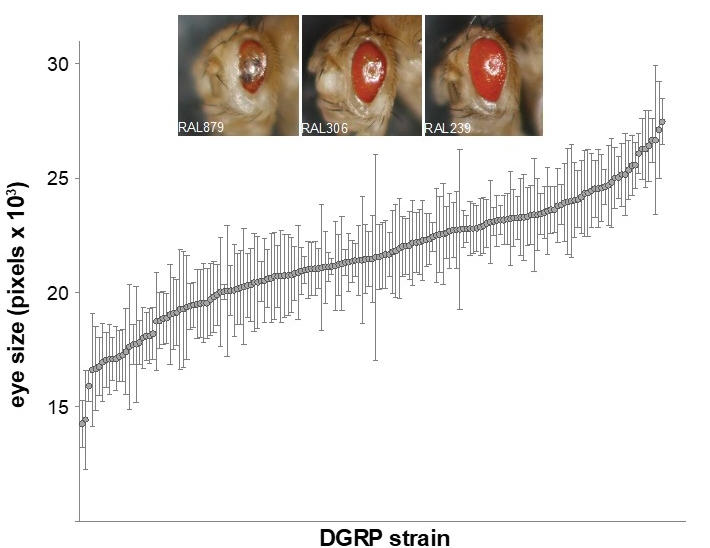 Variation in severity of retinal degeneration in a model of retinitis pigmentosa. Chow et al., 2016