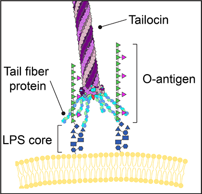 Tailocin Concept Figure