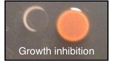 Growth inhibition