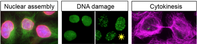 Research Images